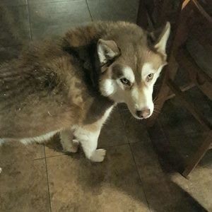 Meet your Posher, Lacy